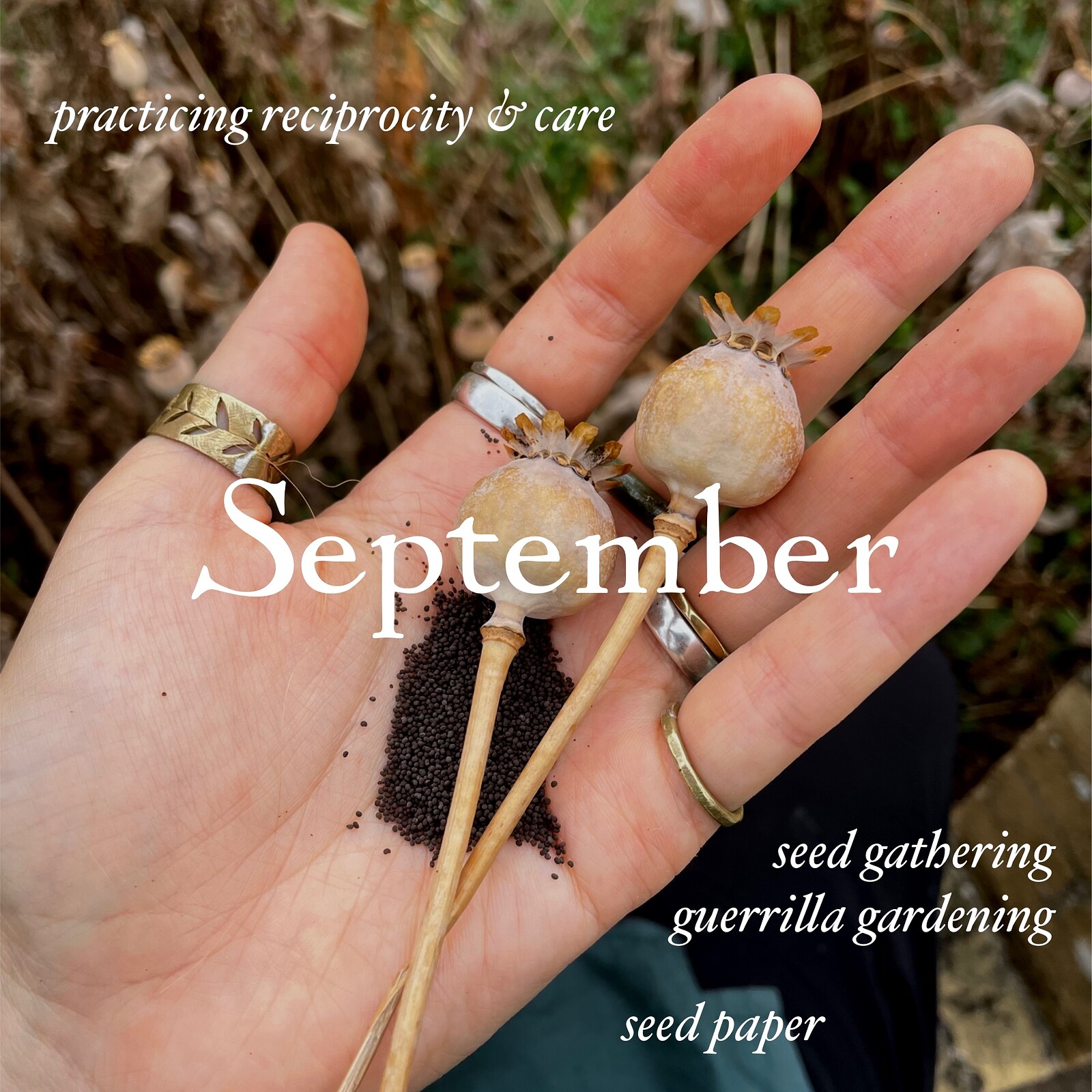 Creative Foraging - seed paper & guerrilla gardens at Conham River Park, BS15 3AW