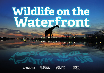 Wildlife on the Waterfront at Arnolfini