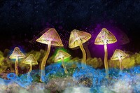 The Science of Psychedelics with Dr David Luke in Bristol