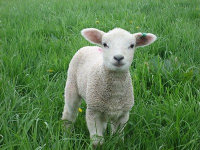 Lambing Fun For Children at Fernhill Farm