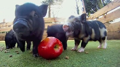 The June Apples + Invincible Pigs at St James Wine Vaults